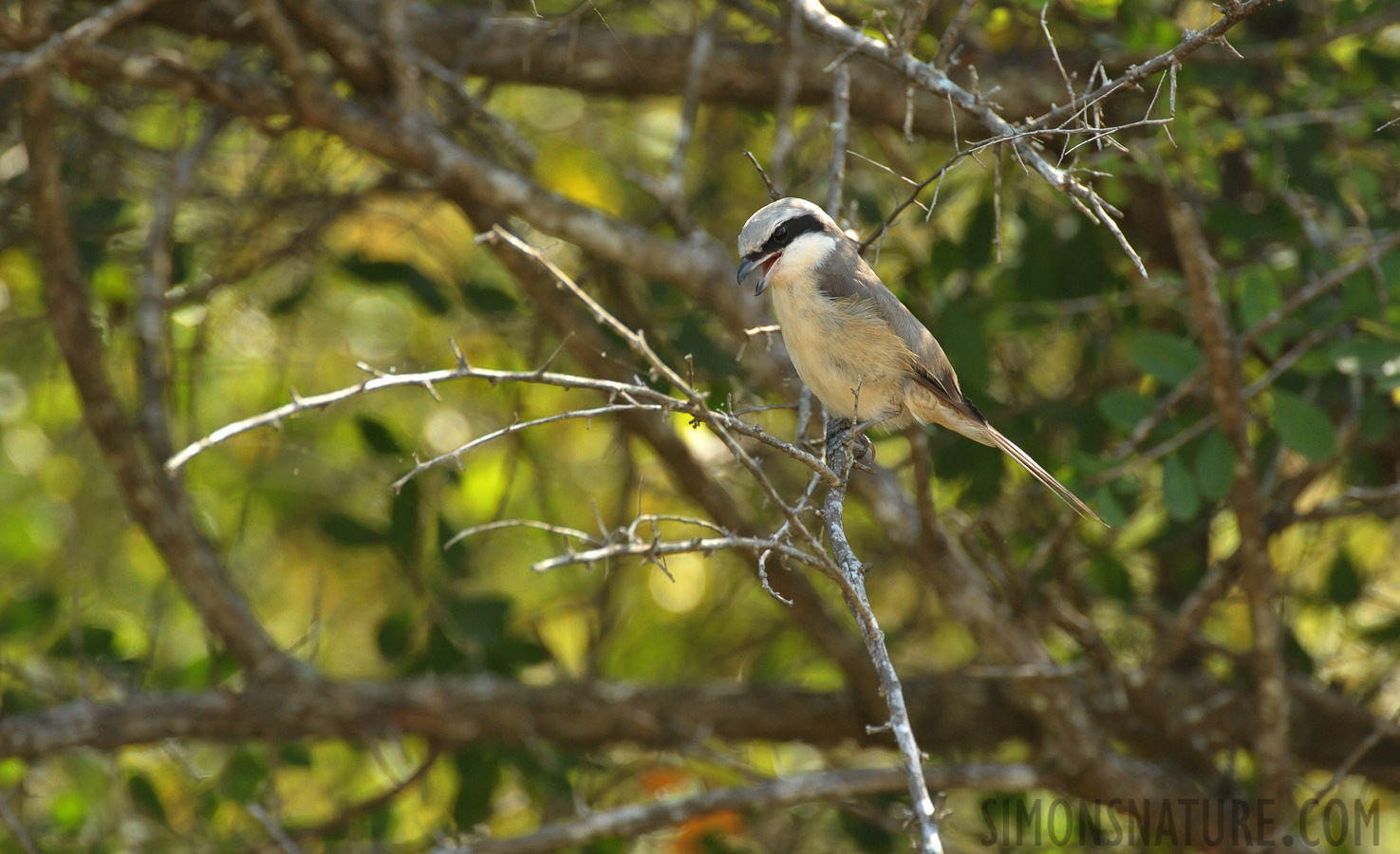 Lanius cristatus lucionensis [550 mm, 1/640 Sek. bei f / 8.0, ISO 2500]